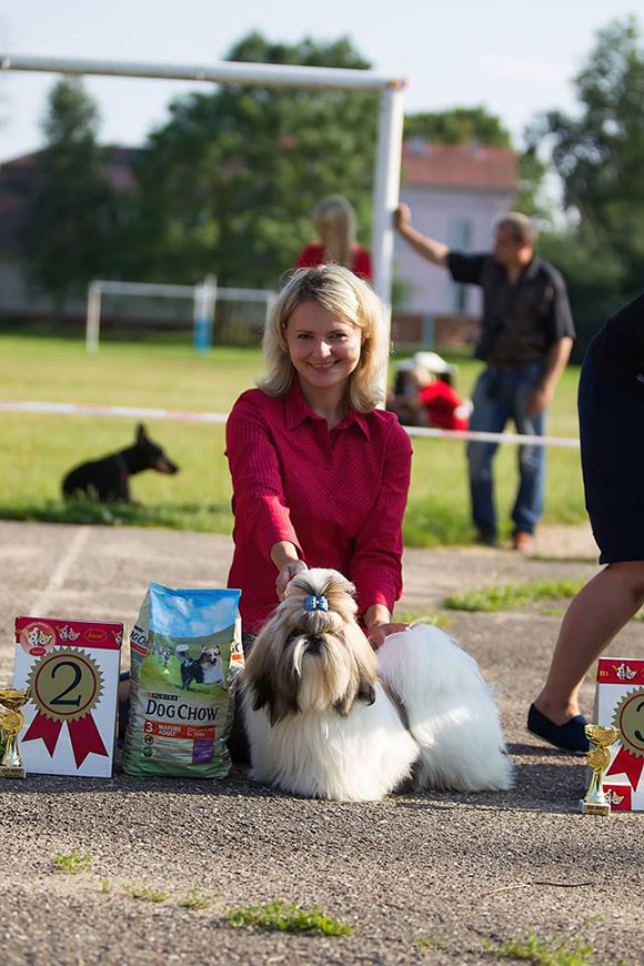 shih-tzu